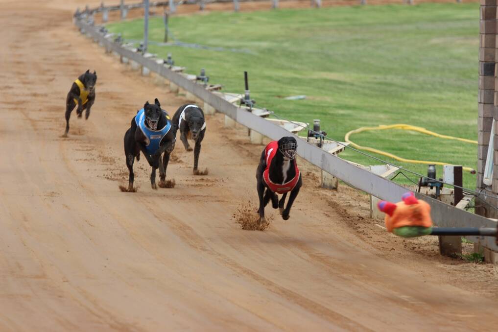 Flyin’ Finley leads from My Son John to win the 347-metre ParkView Hotel Stakes at the Gunnedah greyhound racing track last weekend.