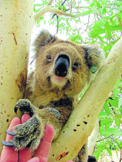 Calls for a koala centre in Gunnedah.