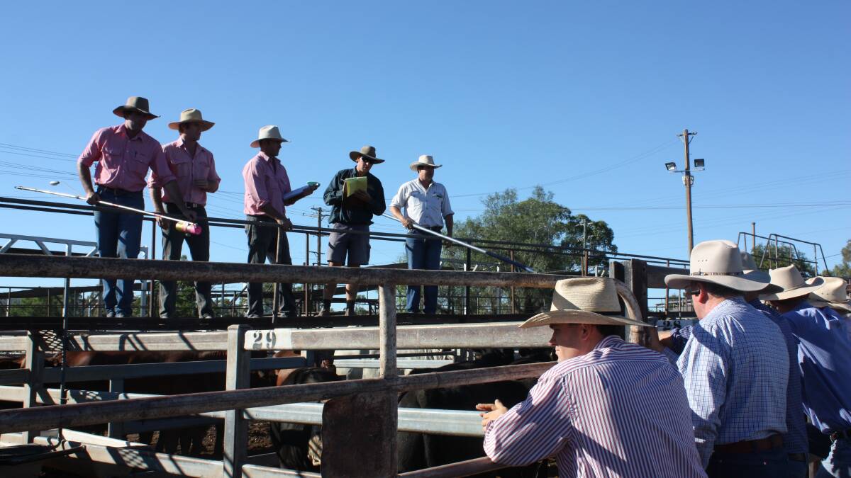 Elders Gunnedah Stock and Station agent Dave Simpson, second from left, auctions cattle at the local sale on Tuesday.