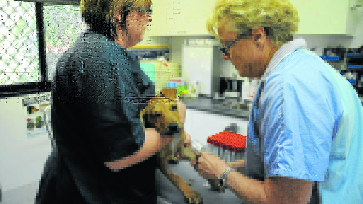 Gunnedah vet Ann Luke (right) takes a blood test from a young dog with the help of Abbie Jansen.