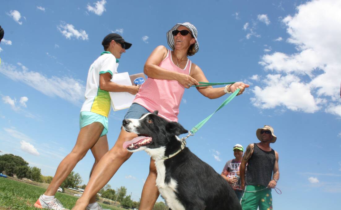 A dog dash team ready to race in Gunnedah on Australia Day.