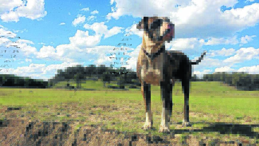 Gunnedah has seen its first case of Brucellosis in dogs.