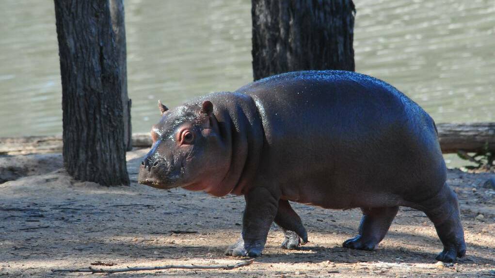 Hippo calf Kibibi is starting to coome out of the water more regularly. Photo: GREG KEEN