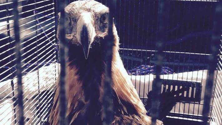Eva the Wedge-tailed Eagle (pictured) was dumped by an unknown owner at Sandy Hills.
