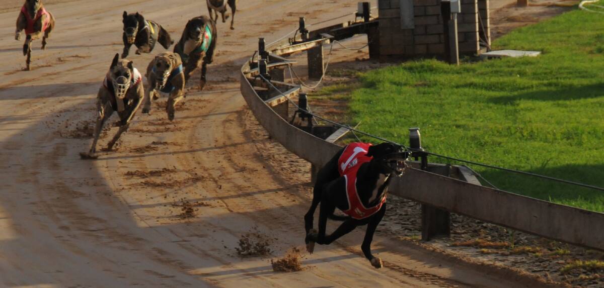 Billi's Scout gains a winning lead in race two at the Gunnedah Greyhound Racing Club on Saturday night.