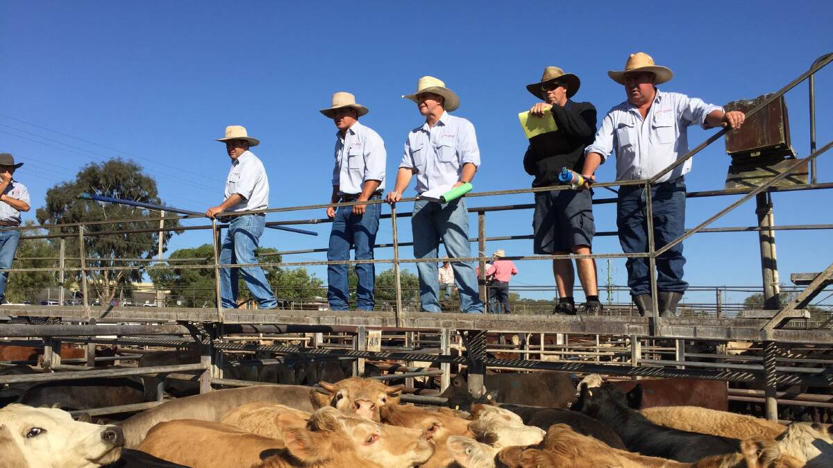 Competition strong: The demand for young cattle suitable to restock and feed was high. Photos: Billy Jupp