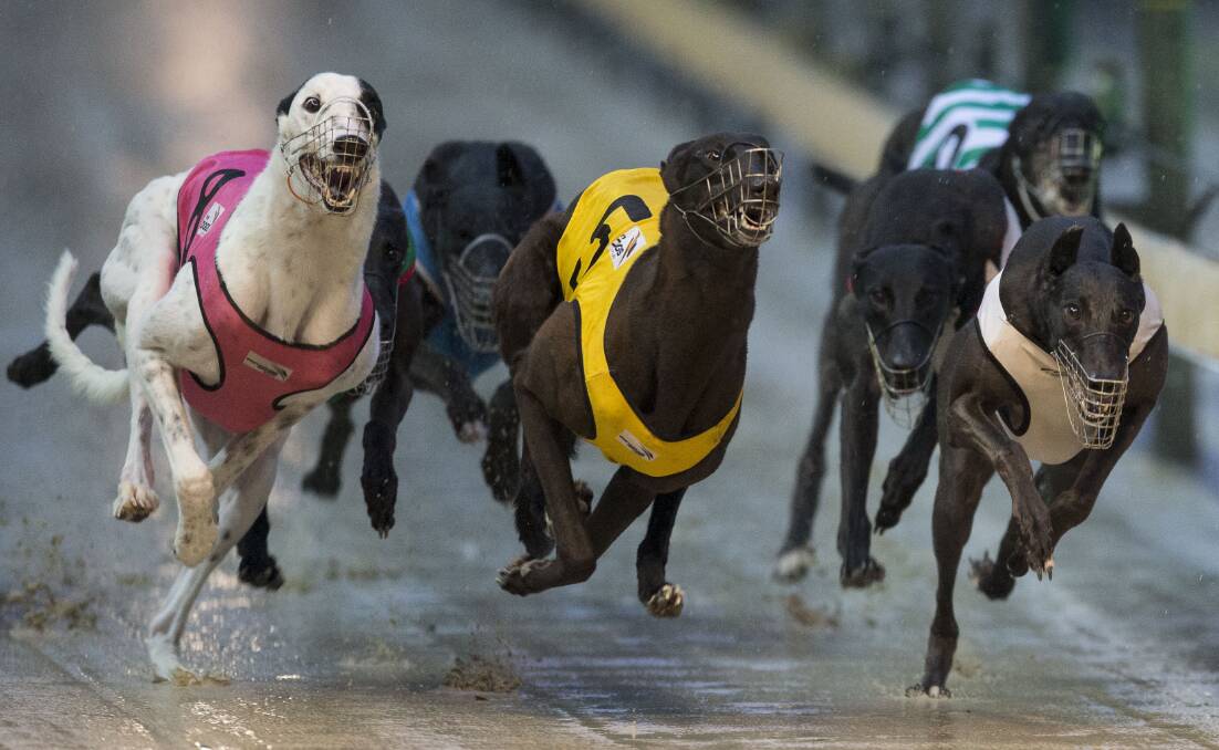 The greyhound community deserves a chance to prove it can turn things around. With strong leadership fighting for the sport, it can reform says Chris Roots.