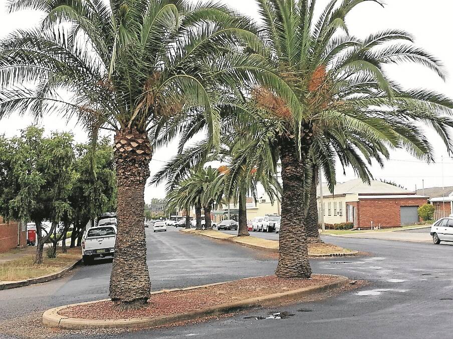 WAS this avenue of trees planted as a memorial to those who served in World War 1? Anyone with information is asked to contact Gunnedah and District Historical Society member Val Fearby on 6742 6733.