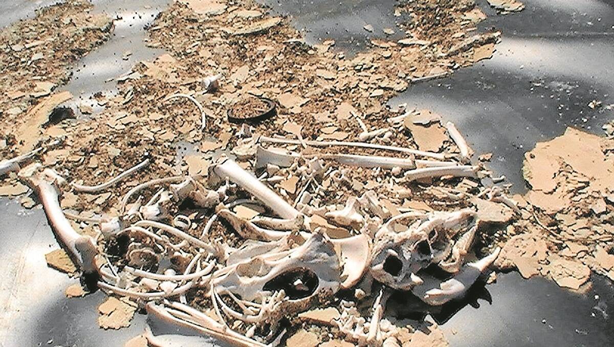Unidentified bones found at the bottom of a recently drained coal seam gas water sump at Bohena.