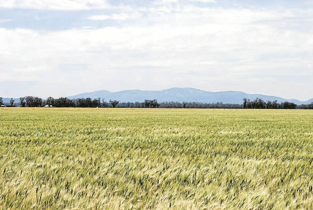 The Loveridge’s wheat crop is maturing quickly.