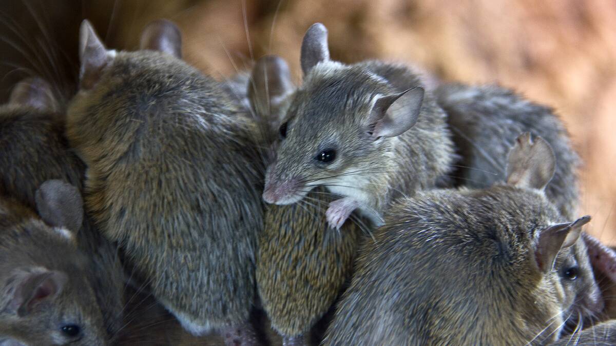 Grants for farmers battling mouse plague