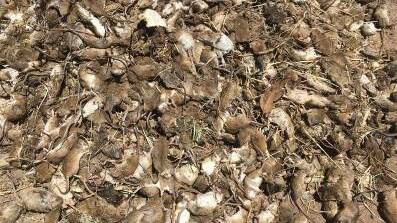 Farmers told to prepare for high mice populations