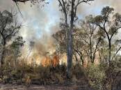 A fire in the Pilliga State Forest has broken containment lines and spread rapidly through the neighbouring Bibblewindi State Forest. Picture supplied by the Dural Rural Fire Brigade