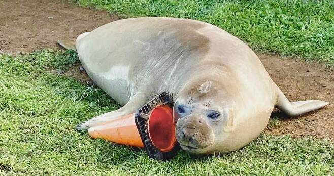Neil the Seal has been showing up on Tasmanian shores all year. Source: @NeiltheSeal22 on Instagram 