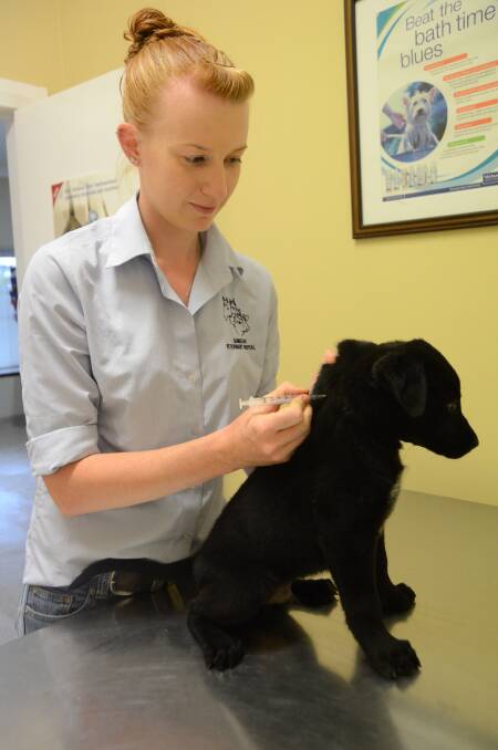 Veterinarian Trish Robinson vaccinates a puppy to combat parvovirus.