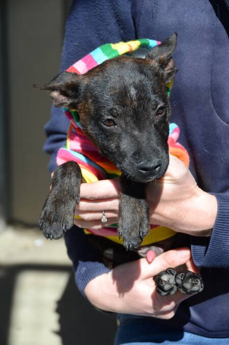 RE-HOMER: Dobby the staffy cross is looking for a forever home.