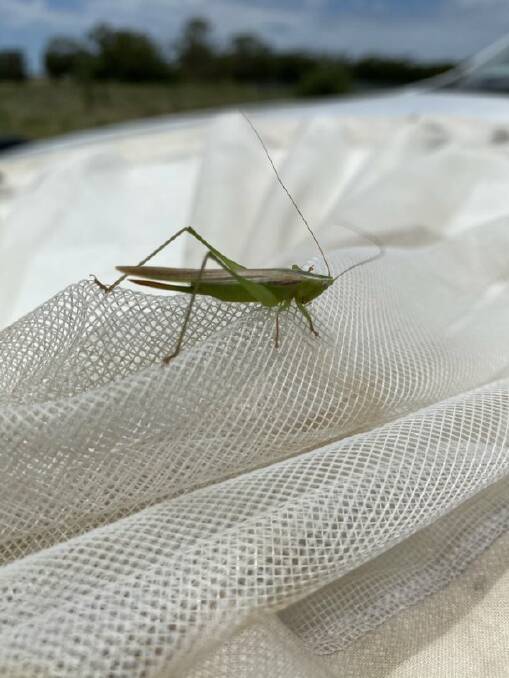 Landholders urged to report locusts to Local Land Services