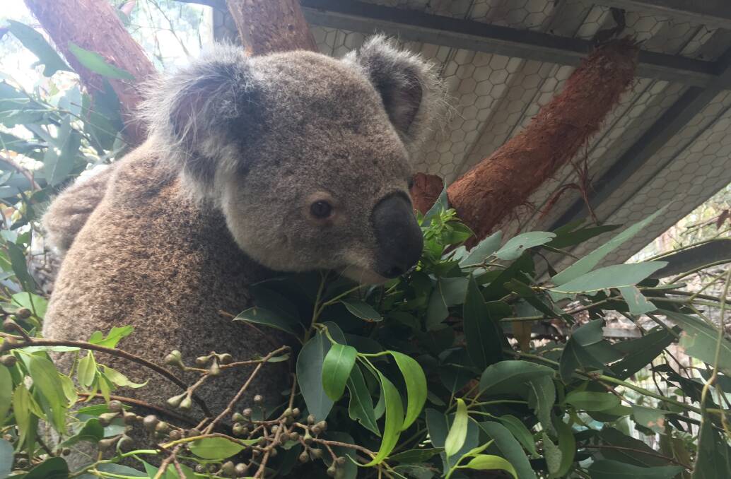 Helping hand: Pappinbarra Adrian was taken into care by Port Macquarie Koala Hospital late last year. 
