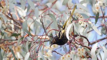 The Regent Honeyeater is a medium-sized honeyeater, with a blackish body embroidered with yellow and white and flashes of yellow in the wings and tail. 