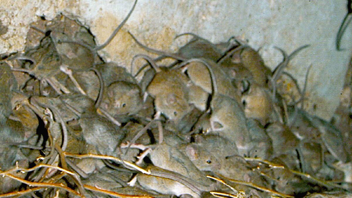 The NSW government has acquired 5000 litres of a poison to help farmers battle a mouse plague.