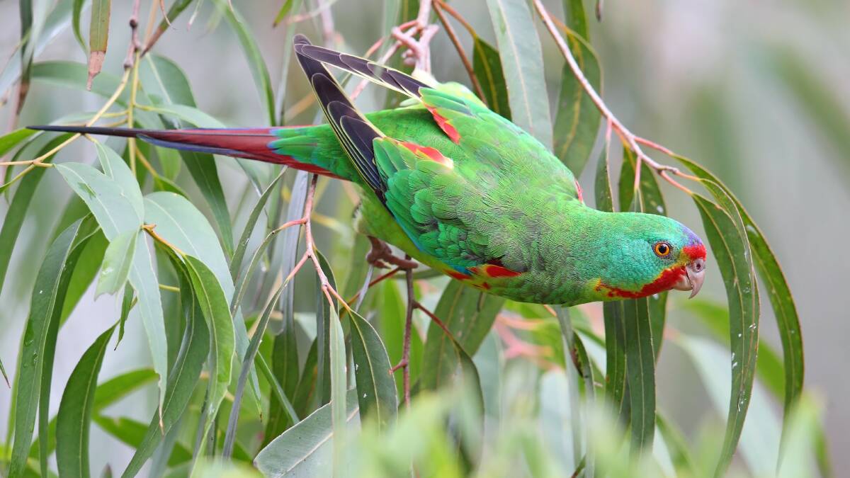 The Swift Parrot is a slim, medium-sized parrot, with a bright green body and dark blue patch on its crown. 