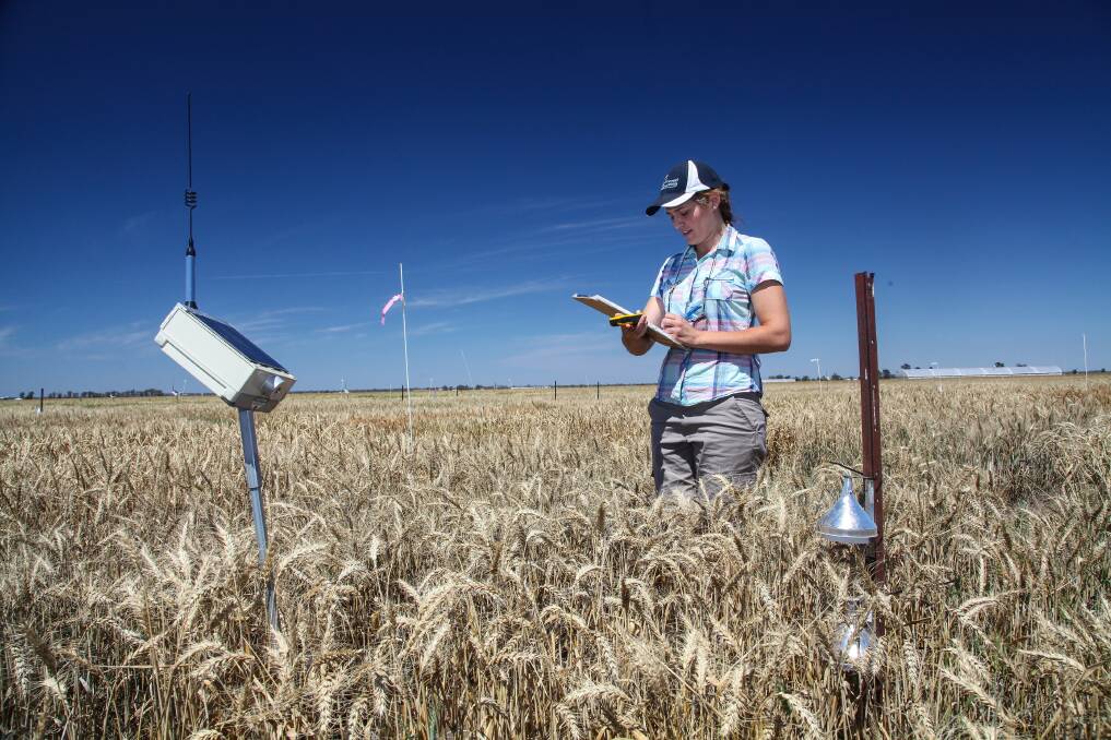 Heat trials: PhD student Maria Ruz at the University of Sydney, Narrabri has been putting her engineering skills to good use. Photo: Guy Roth