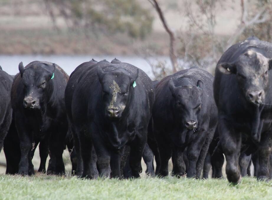 BULLS READY TO WORK: A Ben Nevis blood heifer sale will kick off the on-property sale on September 13 at 12pm and will be interfaced with Auctions Plus.