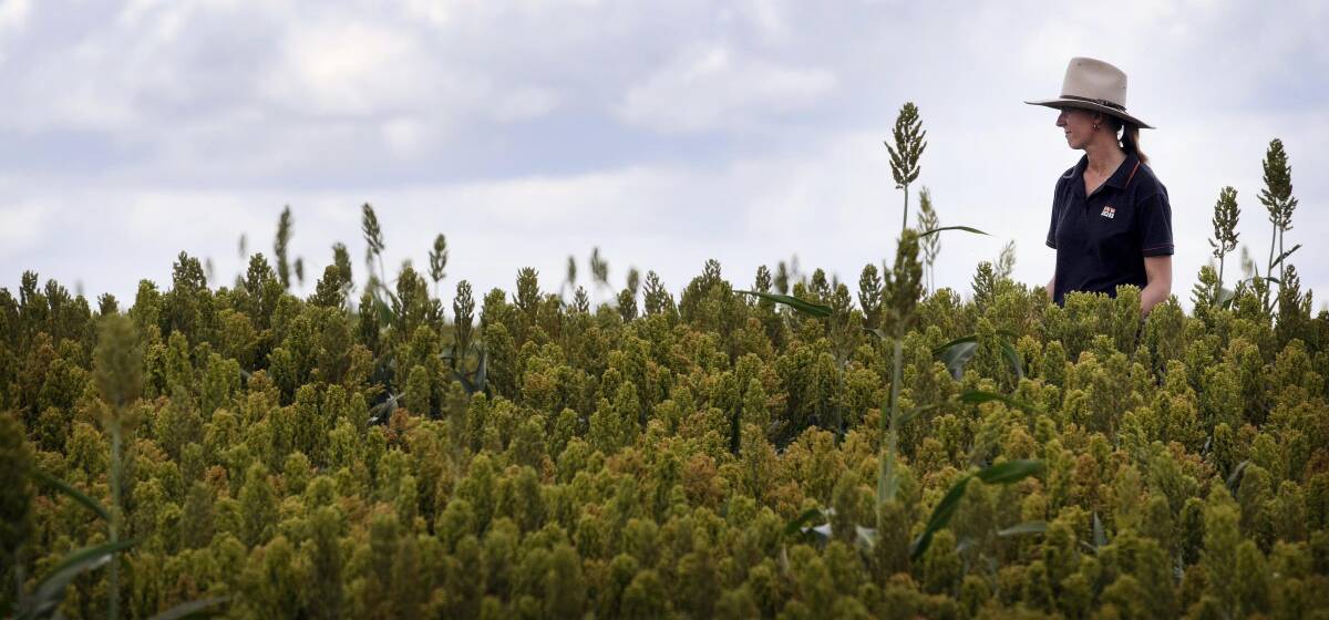 SHATTERED: The region's sorghum growers have been devastated by the shattercane weed. Photo: Paul Mathews