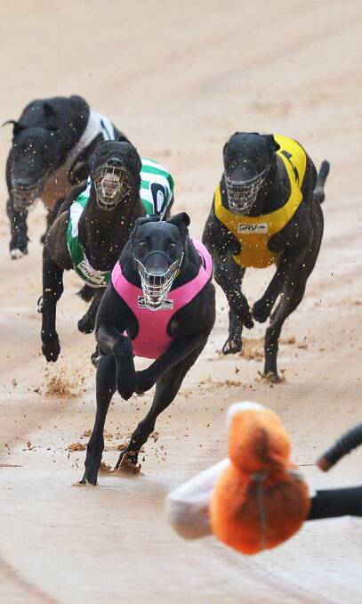 STANDING TOGETHER: The greyhound industry will present a united front to save the sport, with locals set to join a rally in Sydney on Tuesday. Photo: Rob Gunstone