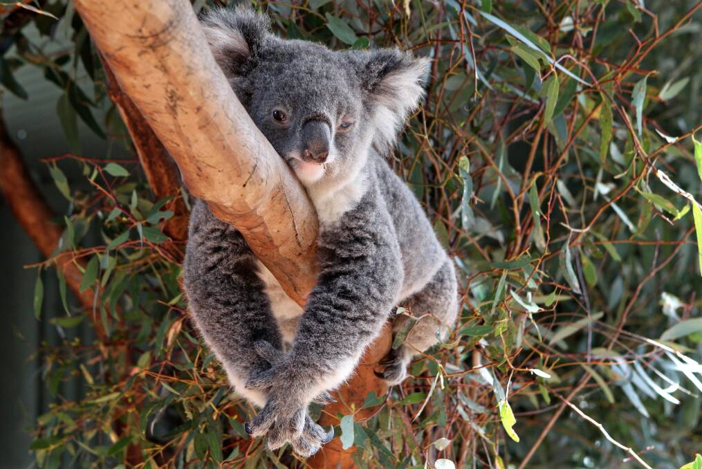 Gunnedah to get new $6.5m koala park and education centre