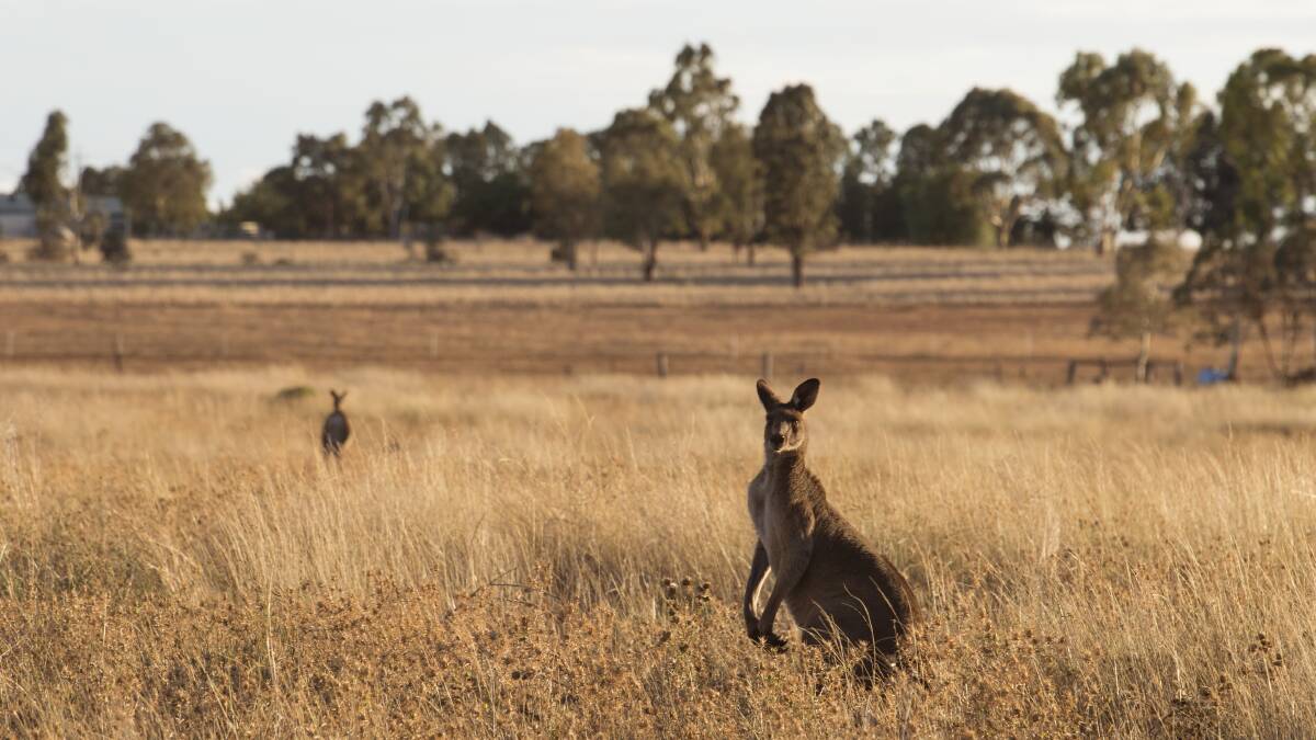 TOUGH TIMES: Kangaroos eat much of the feed before stock can get to it. Photo: Louise Kennerley