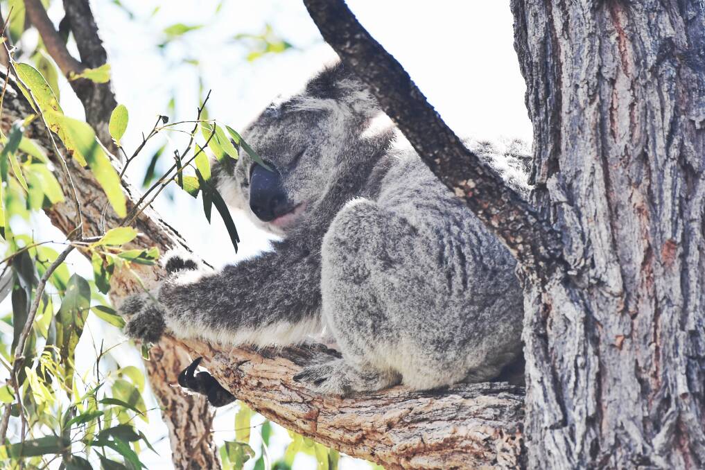 STEEP DECLINE: Gunnedah may be the Koala Capital, but populations have been in decline in recent years. Photo: Nick Moir 