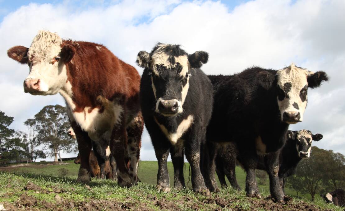 The cattle industry is fiercely protective of its clean, green reputation.