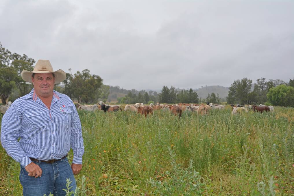 Ellerston manager Robert Teague watches over a herd of trade cattle from the Northern Territory during their first day in the paddock rotation. Photo: Billy Jupp 