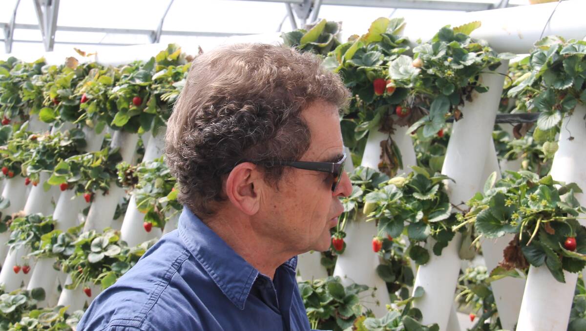 Anthony Sarks among his strawberries … the business is very
much ‘green’ and ‘sustainable’. 