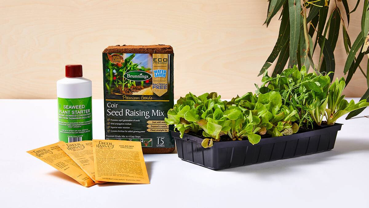 Green Harvest’s Microgreens Kit, $45.60 