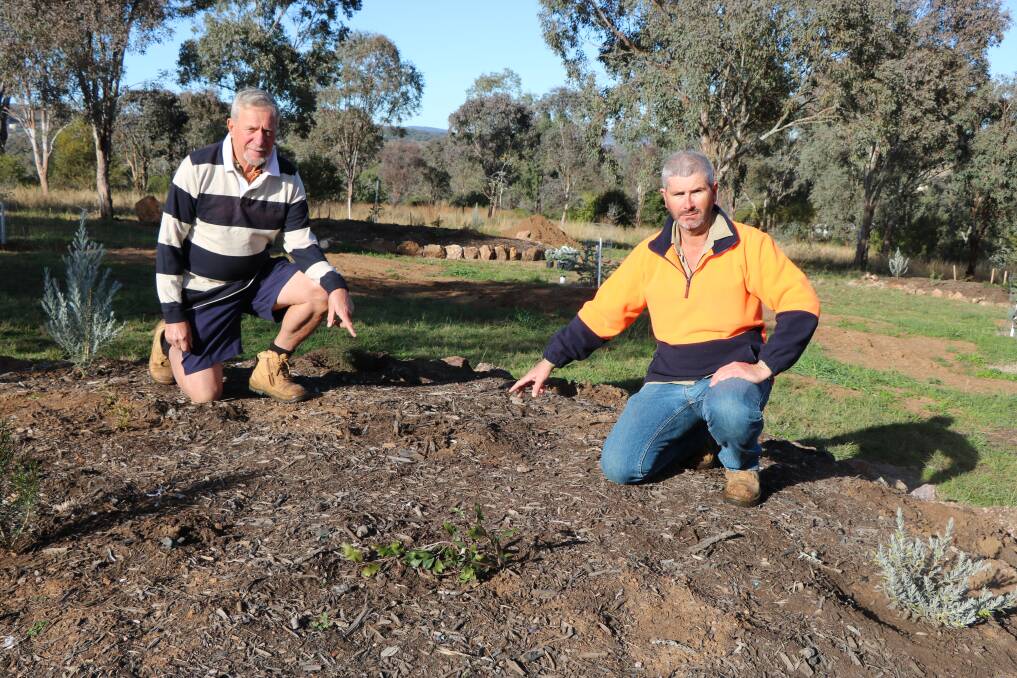 PLANNED THEFTS: Gunnedah Urban Landcare Group's Owen Hasler and George Truman are frustrated that up to 30 plants have been removed from the garden beds at Pensioners Hill over the last two months.