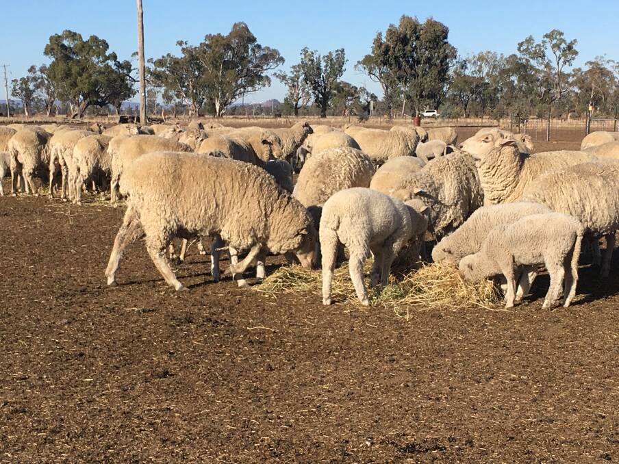 Stock producers are warned to be vigilant about weeds in fodder. Photo: Supplied