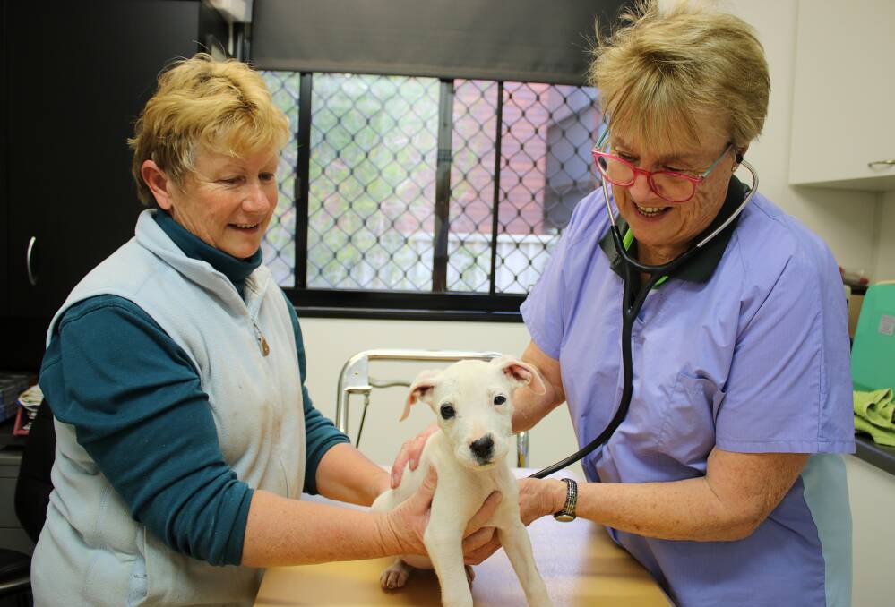 TOUGH TIMES: Gunnedah RSPCA volunteer Linda Taylor with veterinarian Ann Luke and Nova who was surrendered with three other puppies. Photo: Vanessa Hohnke