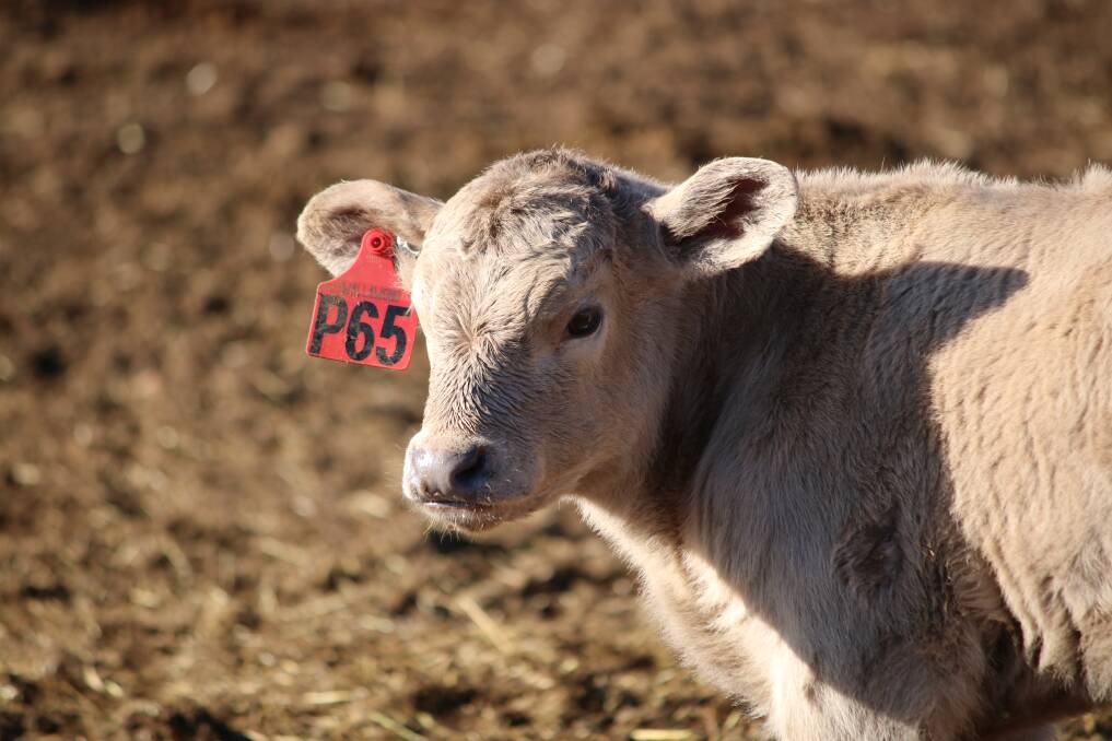 One of the James' Murray Grey calves, which can be adopted. Photo: Vanessa Höhnke
