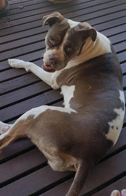 Sky is a female two-year-old boxer/bullmastiff who was rescued from the pound after being surrendered by her owner. Sky was injured as a puppy and has a unique face as a result. She has a gentle quiet nature and would suit a family. Phone Cheryl on 0419 474 689.