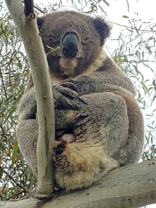 A koala near Gunnedah spotted by University of Sydney's Dr Valentina Mella on a field trip last week.