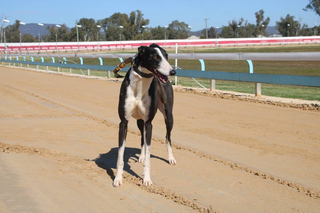 Come On Duchess on her home track on Wednesday.