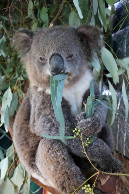 FURRY PATIENT: This female koala, nicknamed Nellie Melba, is in Martine Moran's care and has been successfully treated for chlamydia. She will be released soon.