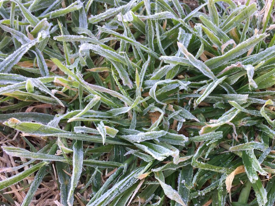 Frost-tipped grass.