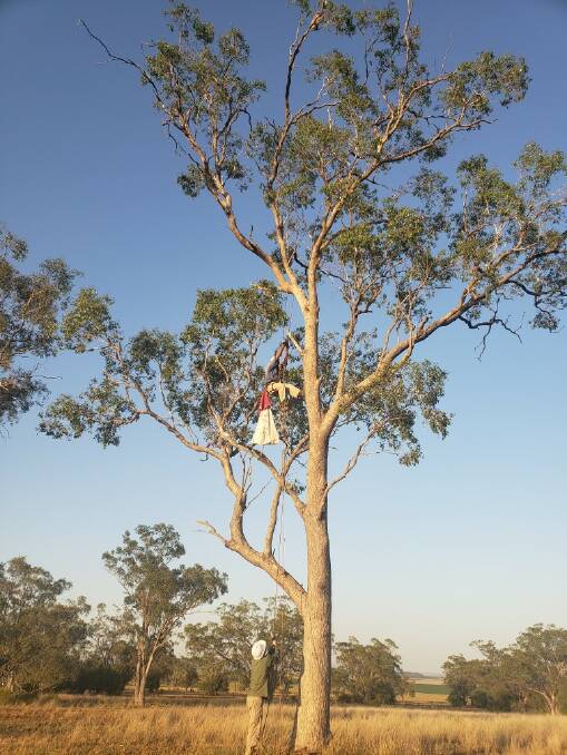 A professional tree climber makes his way up a tall gum in pursuit of a koala at the very top. 