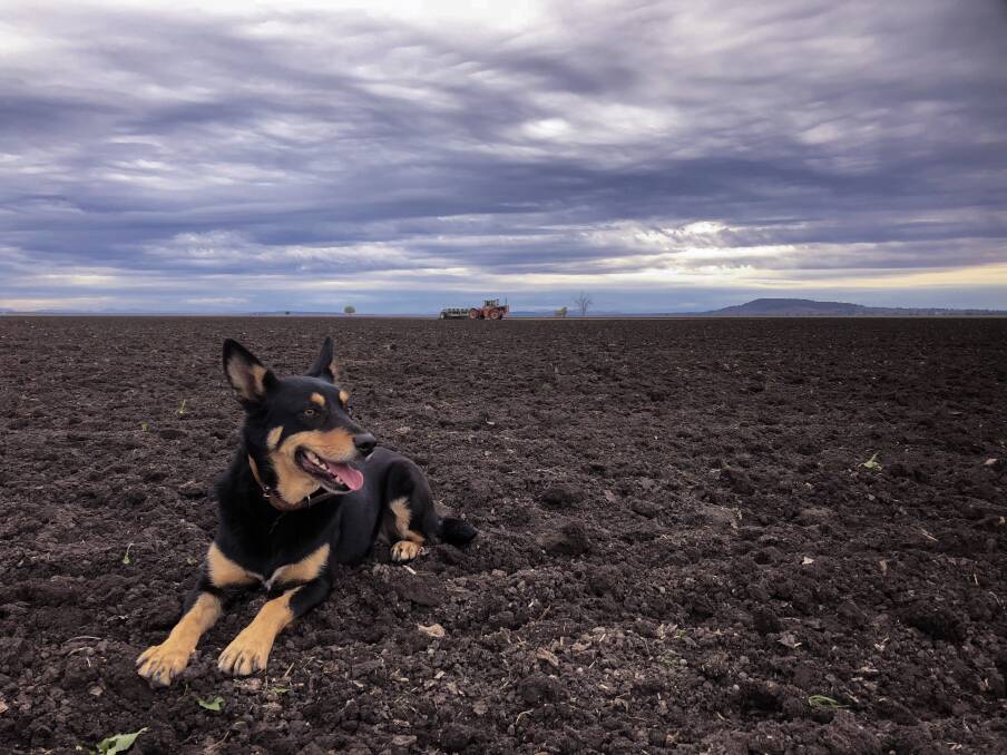 The drought isn't going away any time soon. Pictured is Marla the dog at Breeza farm Janango where the Sulmans are doing it tough. Photo: Sarah Sulman