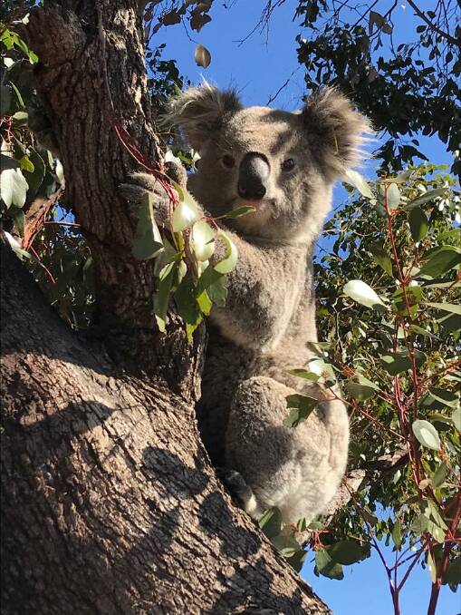 EXCITING PROSPECT: This local koala was captured last week by the University of Sydney team as part of their preparations for a chlamydia vaccination trial, which will be launched in Gunnedah next year. Photo: Valentina Mella