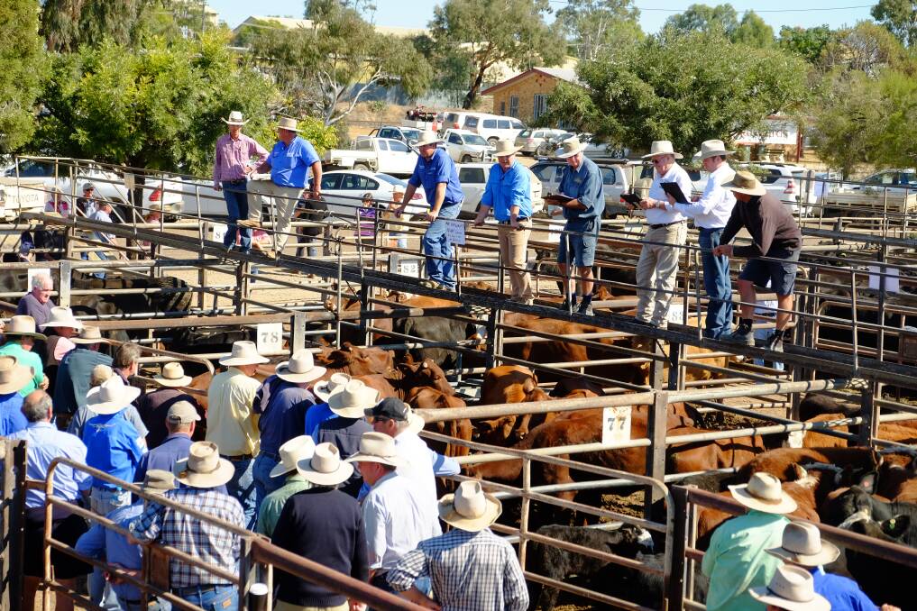 CHANGE AFOOT: Gunnedah Saleyards will be the focus of much change now that its first master plan has been approved. Photo: supplied