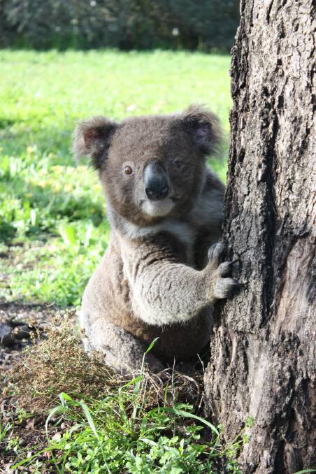 Plans are in the works to address the issues faced by Gunnedah's koala population.